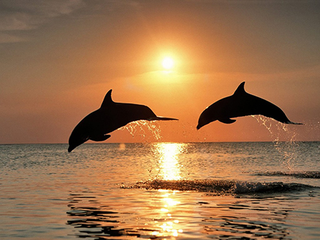 Дельфины,отдых в Крыму,Черное море